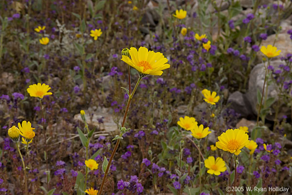 Wildflowers