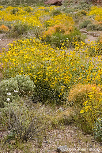 Wildflowers