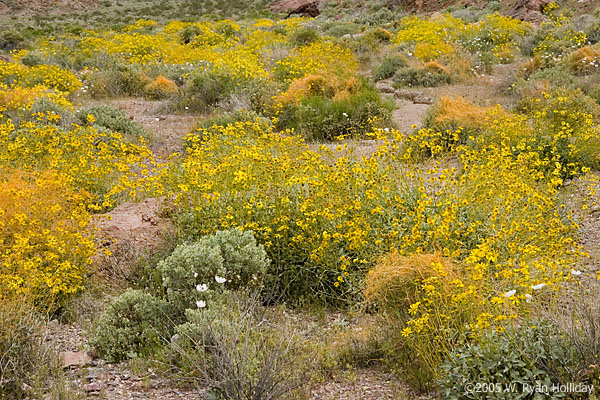 Wildflowers