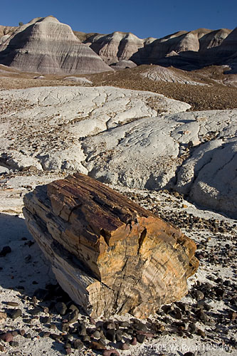 Petrified Log in Blue Mesa