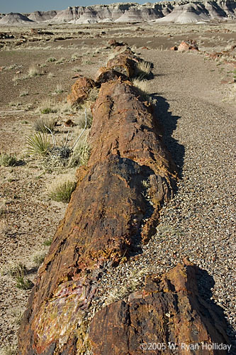 Petrified Log
