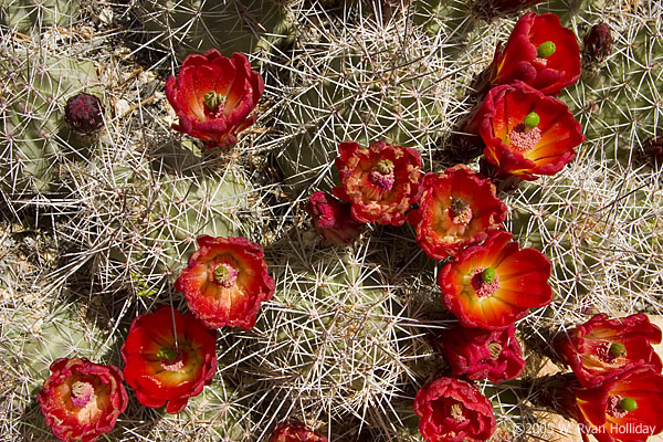 Cactus Flowers