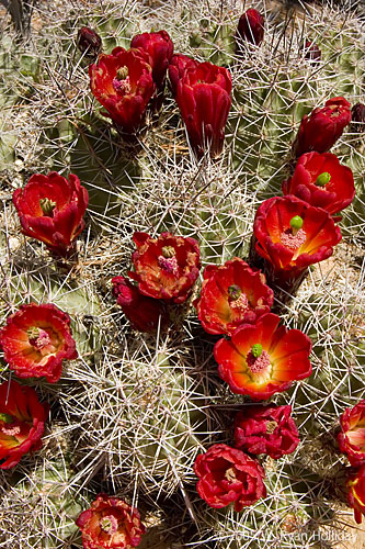 Cactus Flowers