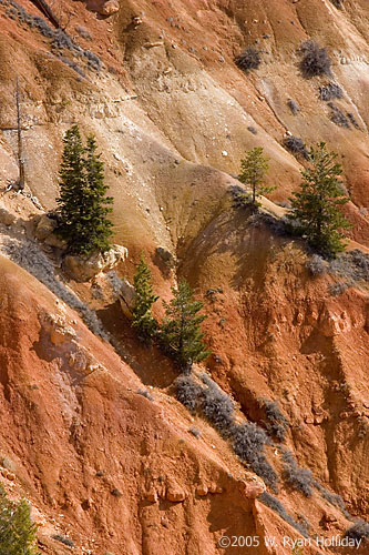 Bryce Canyon Landscape