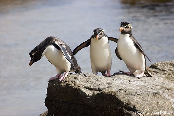 Rockhopper Penguins