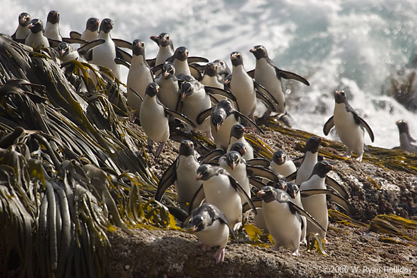 Rockhopper Penguins