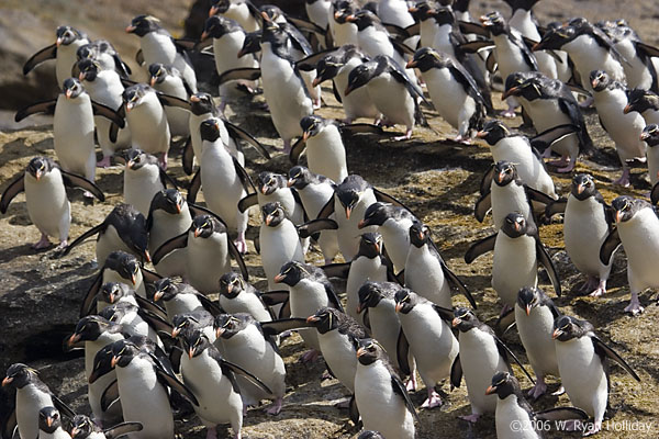 Rockhopper Penguins