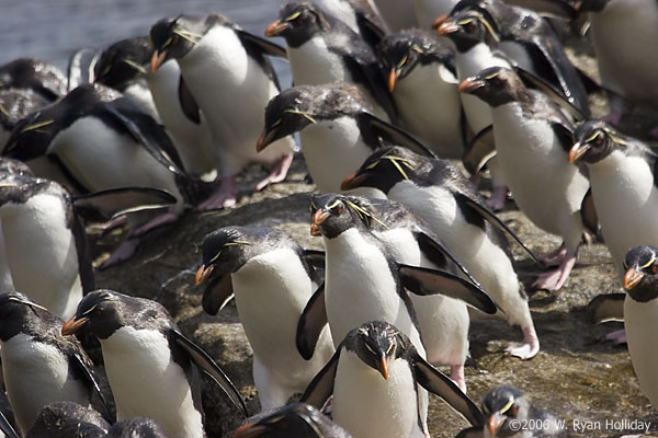 Rockhopper Penguins