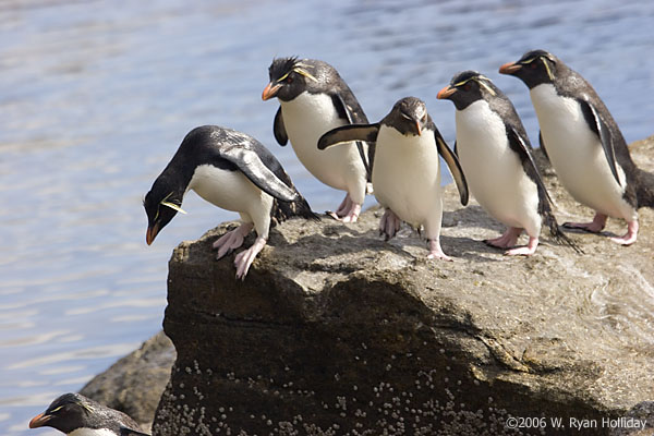 Rockhopper Penguins