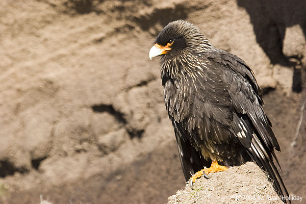 Striated Caracara