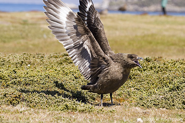 Falklands Skua