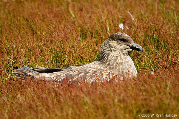 Falklands Skua