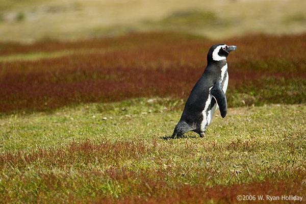 Magellanic Penguin