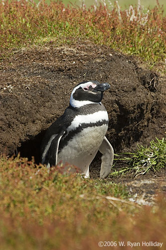 Magellanic Penguin