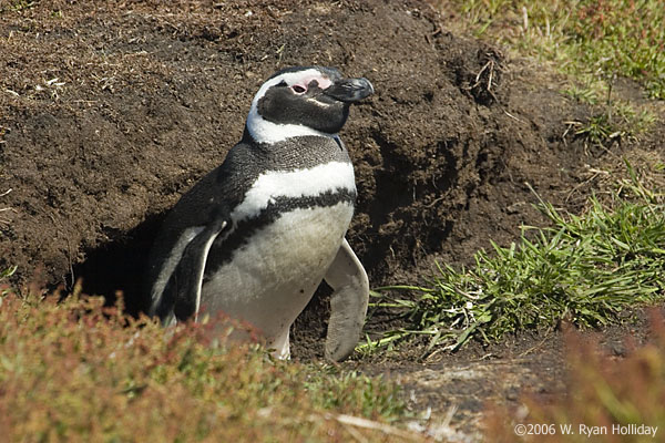 Magellanic Penguin