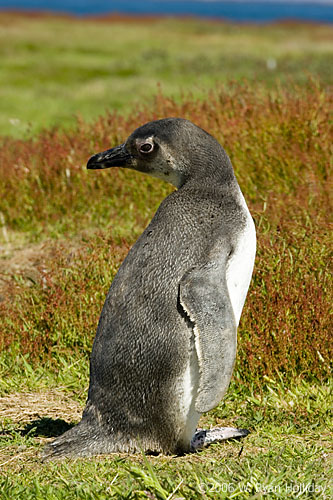 Magellanic Penguin Chick