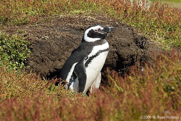 Magellanic Penguin