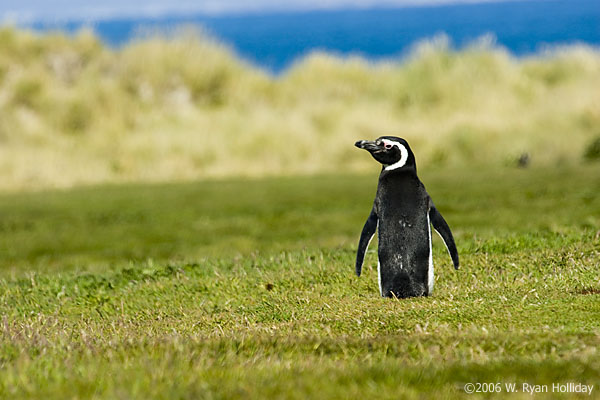 Magellanic Penguin