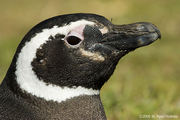 Magellanic penguin, Carcass Island