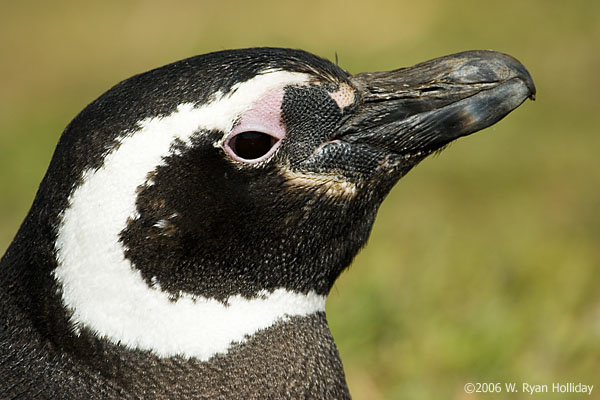 Magellanic Penguin