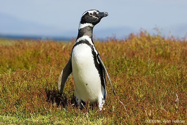 Magellanic Penguin