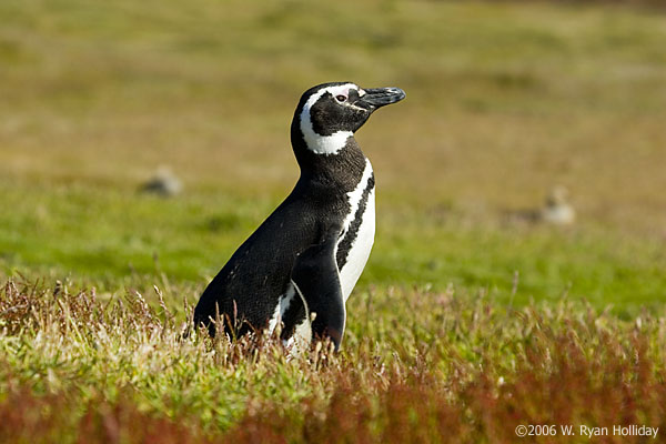 Magellanic Penguin