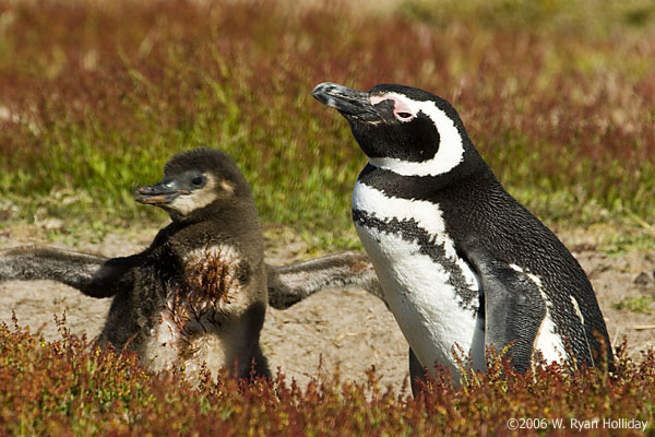 Magellanic Penguin and Chick