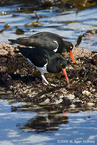 Magellanic Oystercatchers