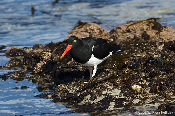 Magellanic Oystercatcher