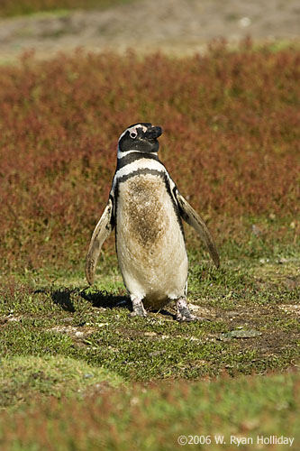 Magellanic Penguin