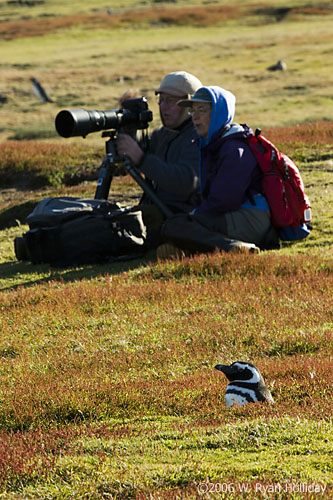 Magellanic Penguin with Tom and Rene