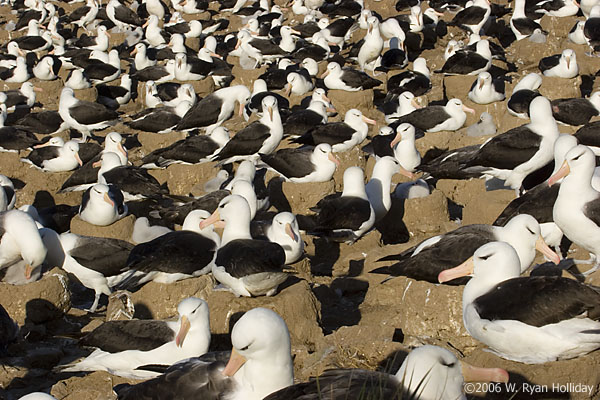 Black-Browed Albatross Colony