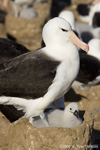 Black-Browed Albatross and Chick