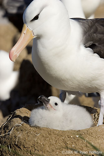 Black-Browed Albatross and Chick