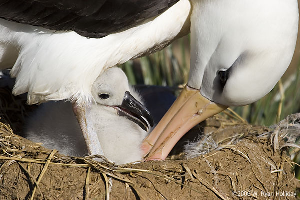 Black-Browed Albatross and Chick