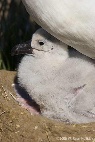 Black-Browed Albatross Chick