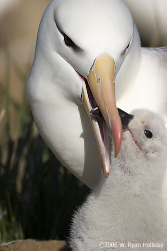 Black-Browed Albatross and Chick