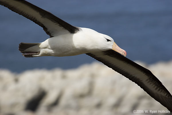 Black-Browed Albatross