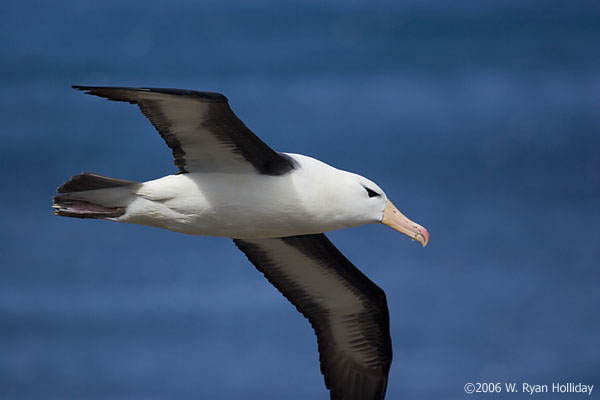 Black-Browed Albatross