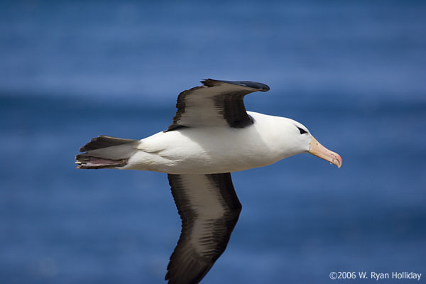 Black-Browed Albatross