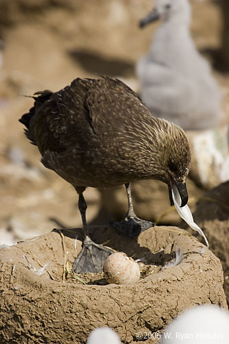 Falklands Skua Eating Albatross Egg