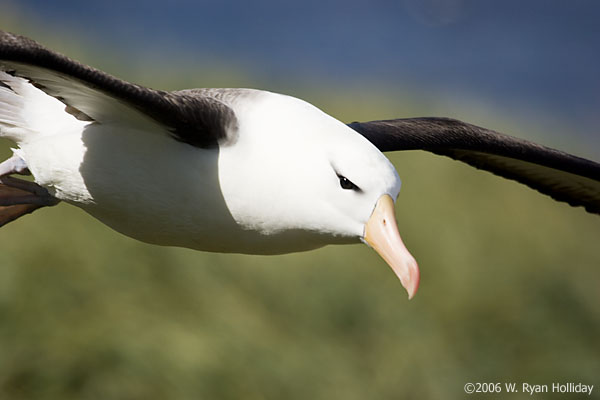 Black-Browed Albatross