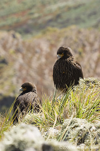 Striated Caracaras