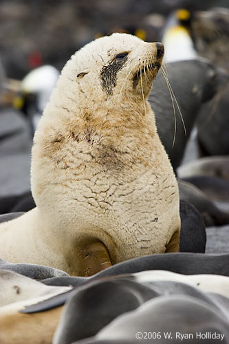 Blond Fur Seal