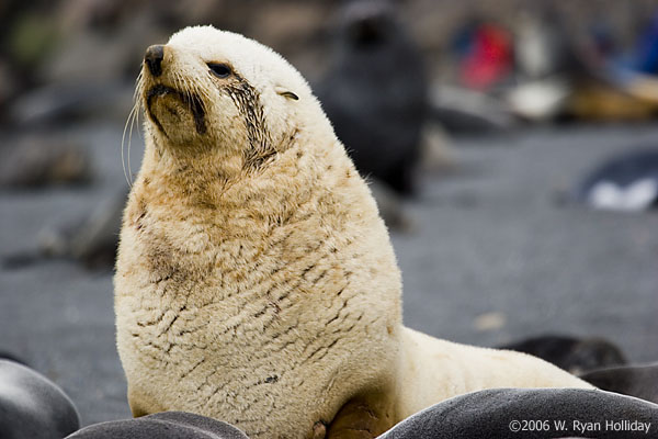 Blond Fur Seal