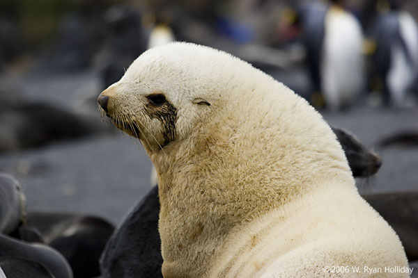 Blond Fur Seal