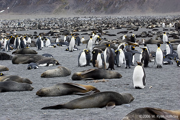 Fur Seals and King Penguins