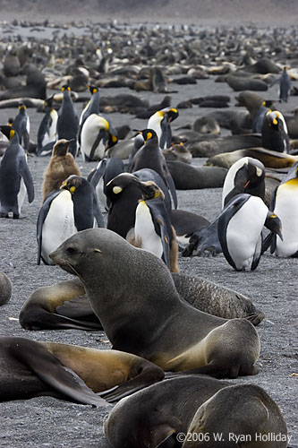 Fur Seals and King Penguins