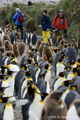 King Penguins and Photographers