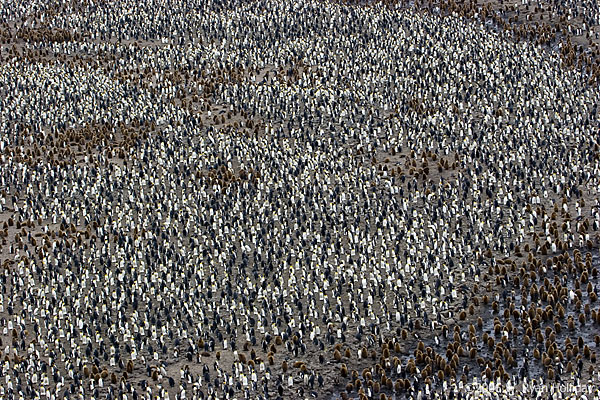 King Penguin Colony in Salisbury Plain